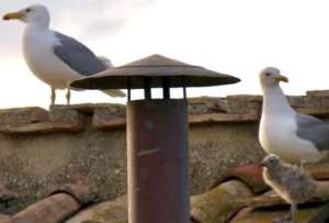 Tres gaviotas acompañan imagen del nuevo Papa