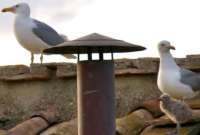 Tres gaviotas acompañan imagen del nuevo Papa