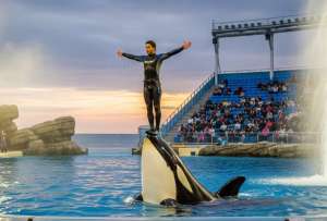 Video de una orca atacando a su entrenadora fue creado con IA