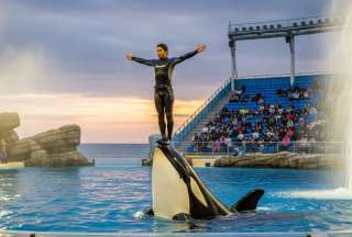 Video de una orca atacando a su entrenadora fue creado con IA