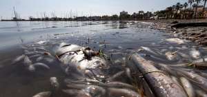 Tres toneladas de peces muertos han sido recogidas desde el pasado s&aacute;bado en la playa de Villananitos. Se investigan las causas del hecho.  