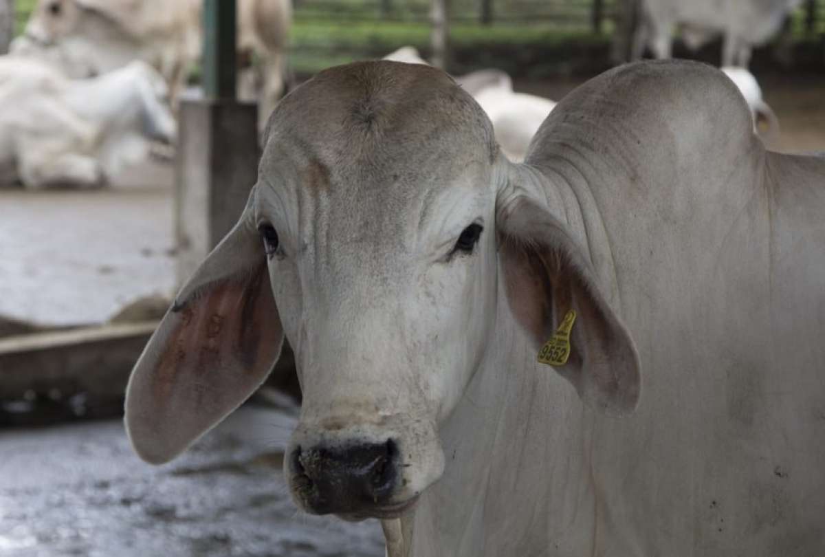 Perú se ha convertido en un mercado atractivo para la exportación de carne ecuatoriana. 