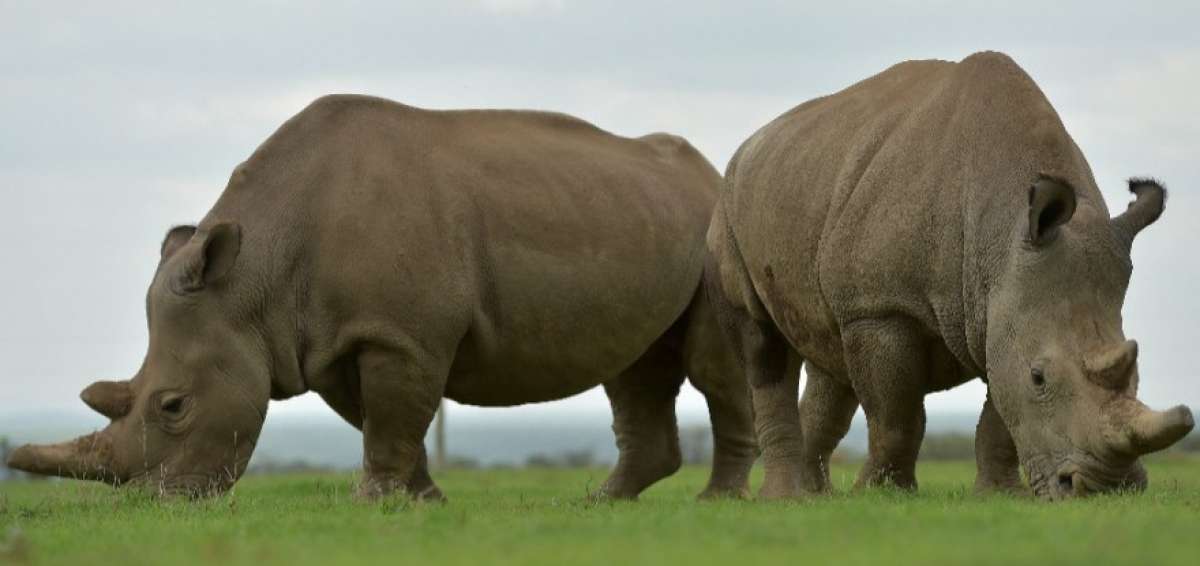 Primeros embriones in vitro, esperanza para salvar al rinoceronte blanco