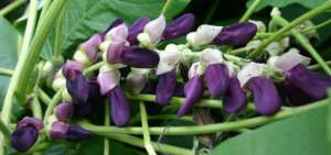  La planta trepadora llamada Mucuna es usada en el tratamiento de la enfermedad de Parkinson.