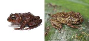 Izquierda: rana  Lynchius megacephalus (cabeza grande), su descubrimiento se anunci&oacute; la semana anterior. Derecha: rana de la especie Pristimantis mallii, descubierta el martes 19 de marzo.