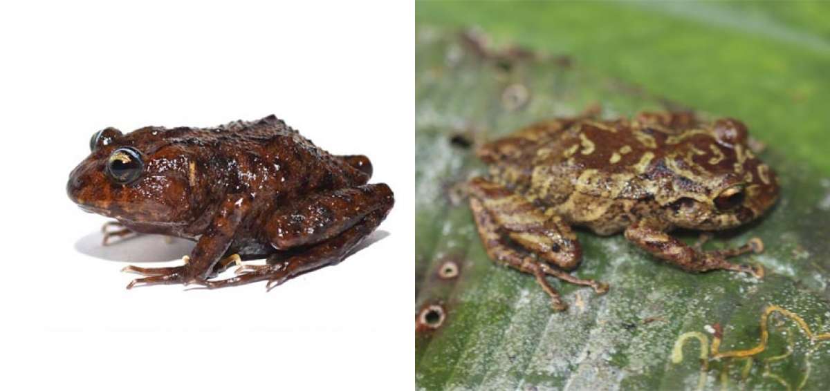 Izquierda: rana  Lynchius megacephalus (cabeza grande), su descubrimiento se anunci&oacute; la semana anterior. Derecha: rana de la especie Pristimantis mallii, descubierta el martes 19 de marzo.