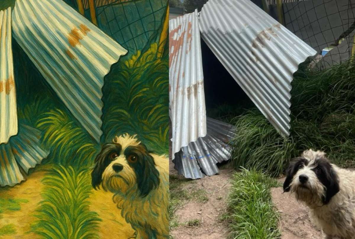 Lucky Bienestar Animal, una fundación ubicada en Quito, sufrió graves daños por un remolino de viento que destruyó sus instalaciones.