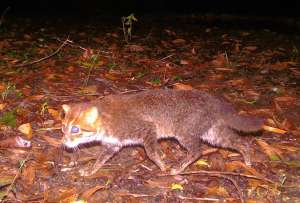 El gato cabeza plana fue hallado en Tailandia