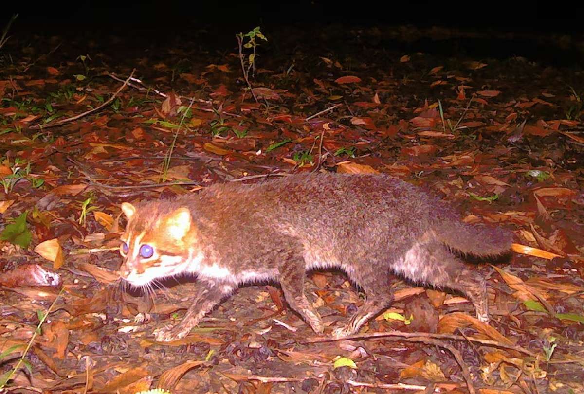 El gato cabeza plana fue hallado en Tailandia