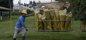 El sector flor&iacute;cola report&oacute; el 80% de ca&iacute;da en sus ventas. Este porcentaje corresponde a $ 1,2 millones diarios de p&eacute;rdidas para el sector.
