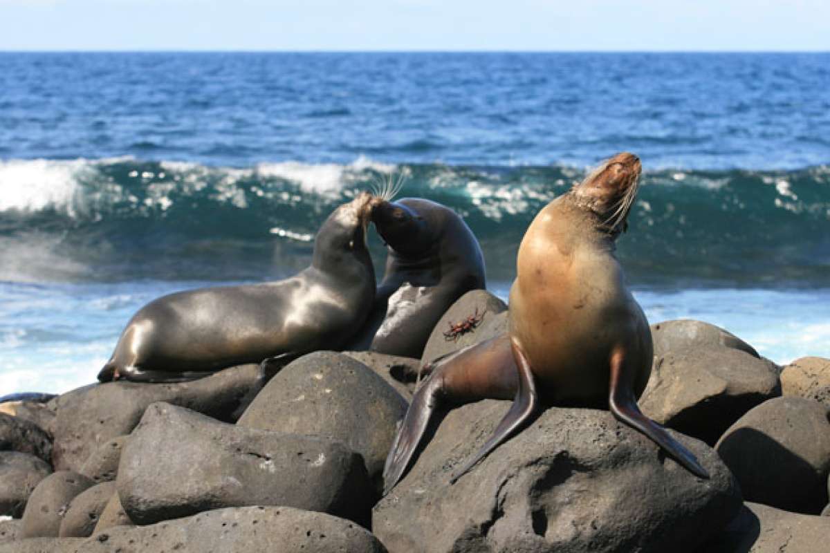 Seg&uacute;n un estudio del WWF, una de las secuelas del fen&oacute;meno El Ni&ntilde;o en 1982 y 1998 fue la disminuci&oacute;n de los lobos marinos. Archivo / El Tel&eacute;grafo