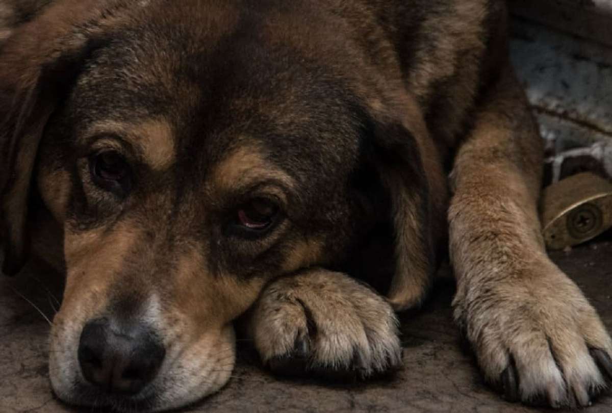 Joven podría recibir 10 años de prisión por abusar sexualmente de un perro