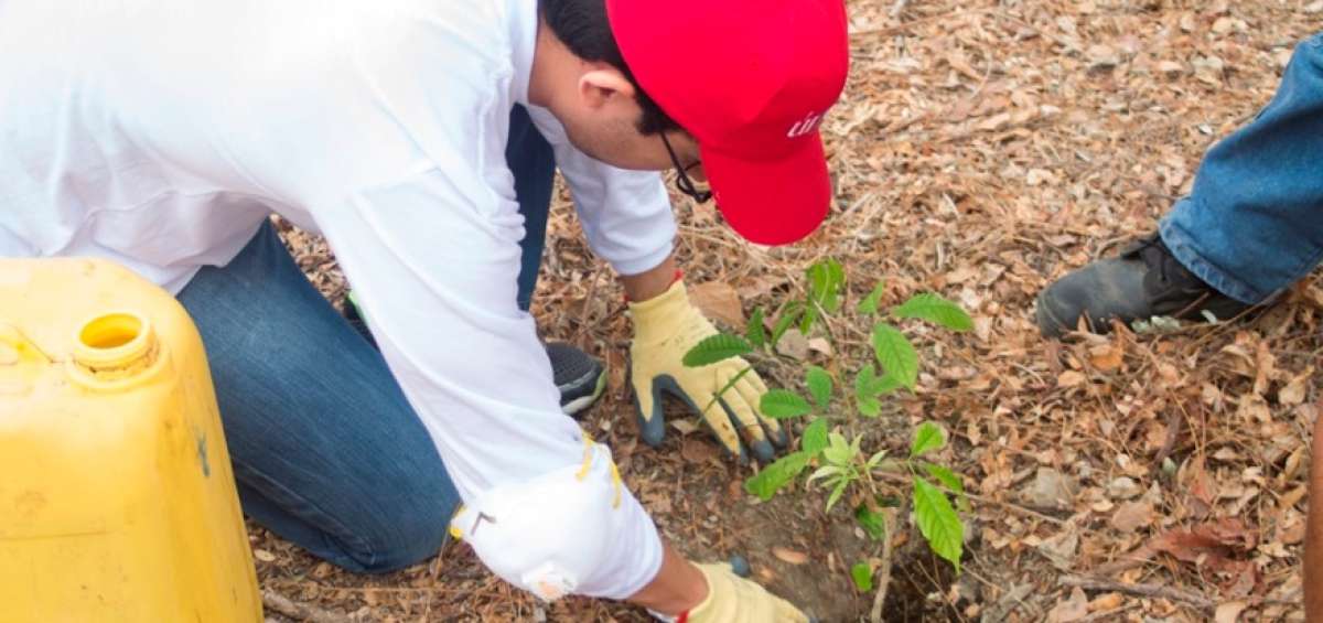 Campa&ntilde;a promueve reforestaci&oacute;n
