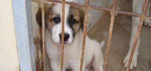 El encierro y comercializaci&oacute;n de los animales dom&eacute;sticos es una forma de maltrato que tambi&eacute;n debe ser objeto de ejemplares sanciones.