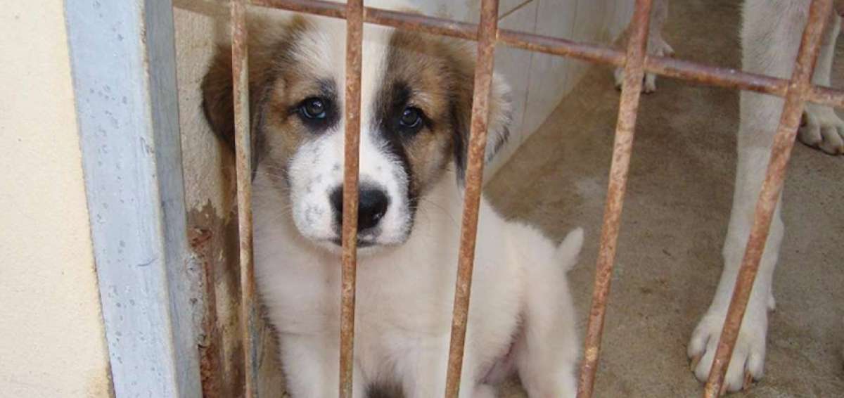 El encierro y comercializaci&oacute;n de los animales dom&eacute;sticos es una forma de maltrato que tambi&eacute;n debe ser objeto de ejemplares sanciones.