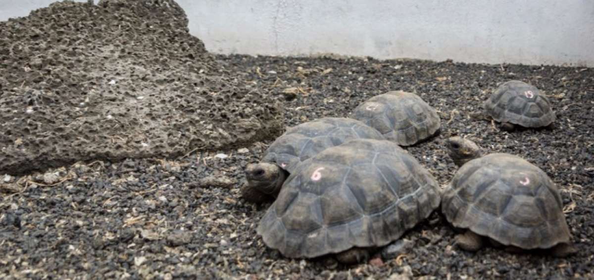 Se establecieron 4 grupos reproductores de tortugas, cada uno con 3 hembras y un macho, que en 5 a&ntilde;os permitir&aacute; contar con individuos listos para ser liberados en la isla Floreana.
