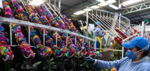 Flores ecuatorianas son las protagonistas mundiales en San Valent&iacute;n