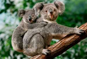 En Australia autorizaron sacrificar a 750 koalas con apoyo de francotiradores.