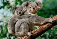 En Australia autorizaron sacrificar a 750 koalas con apoyo de francotiradores.