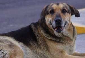 Max no era un perro cualquiera. Fue el primero de los poliperros.