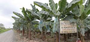 La producci&oacute;n de banano es la principal actividad econ&oacute;mica en la hacienda agr&iacute;cola fluminense.