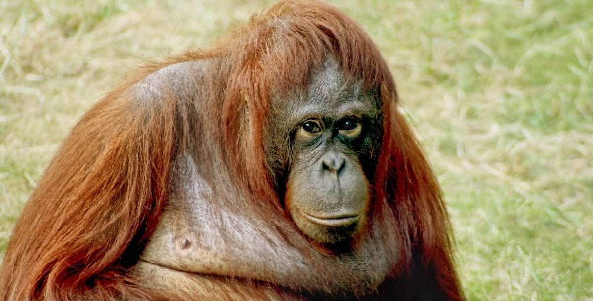 M&aacute;s de la mitad de los primates en el mundo, al borde de la extinci&oacute;n