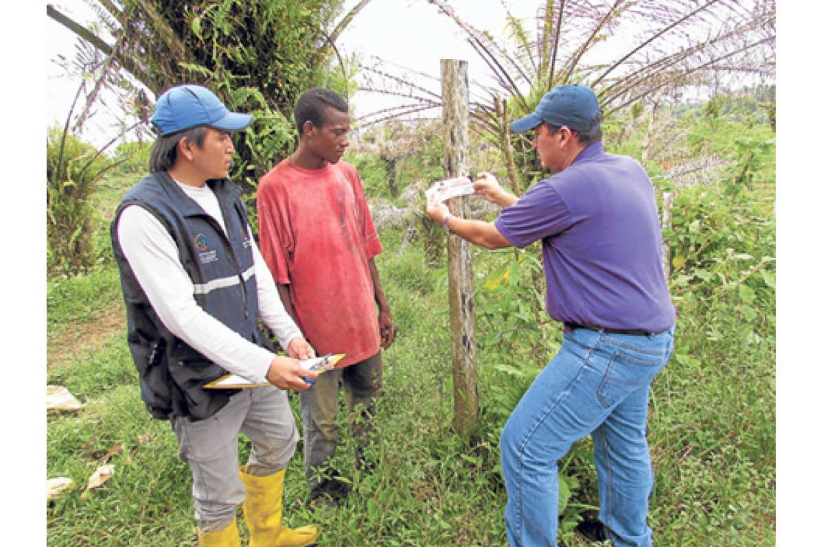 Los t&eacute;cnicos de Agrocalidad capacitan a los agricultores para que conozcan c&oacute;mo erradicar las palmas afectadas. Foto: Cortes&iacute;a