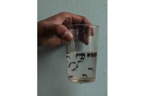 Los mosquitos de laboratorio acabar&aacute;n con la poblaci&oacute;n de los Aedes Aegypti.