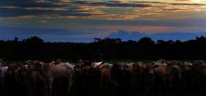 &rarr;Colombia y Venezuela comparten tonadas que se escuchan al amanecer en las voces de hombres que arrean el ganado a caballo. La industria puede terminar con ellos.