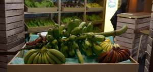 El XV Foro Internacional del Banano se desarrolla en Guayaquil.