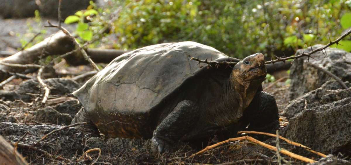 La Chelonoidis phantasticus, propia de la isla Fernandina, estaba considera extinta hace 100 a&ntilde;os.