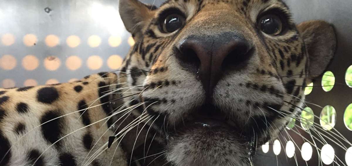 Jaguar es monitoreada luego de su liberaci&oacute;n en la selva amaz&oacute;nica