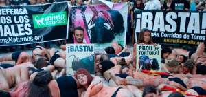 En los &uacute;ltimos a&ntilde;os, los antitaurinos han cobrado fuerza en Espa&ntilde;a donde sin embargo solo una regi&oacute;n, las Islas Canarias, prohibe completamente las corridas