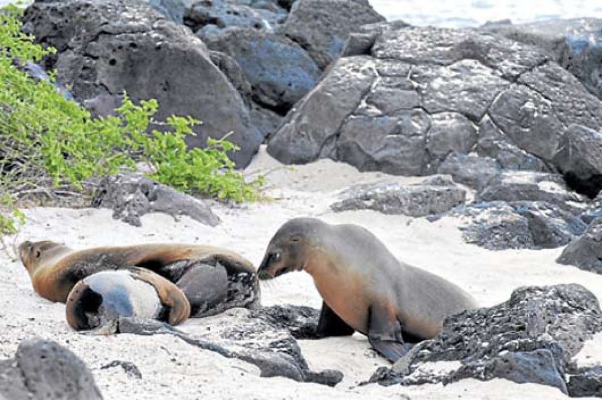 Los lobos marinos son una especie end&eacute;mica y se encuentran en todo el Archipi&eacute;lago. Existen entre 16.000 y 18.000 ejemplares. Foto: 