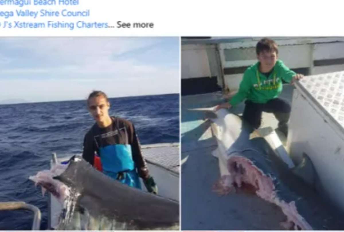 En redes sociales, unas fotografías de tiburones con grandes mordidas causaron pánico. 