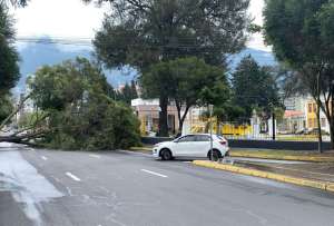 Caída de árbol provoca cierre de vía en la Av. Amazonas y Francisco de Orellana.