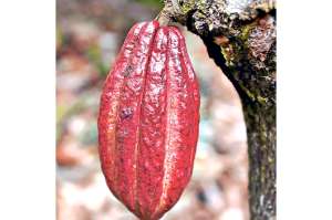 150 cacaoteros de la provincia de Azuay recibieron sacos de fertilizante