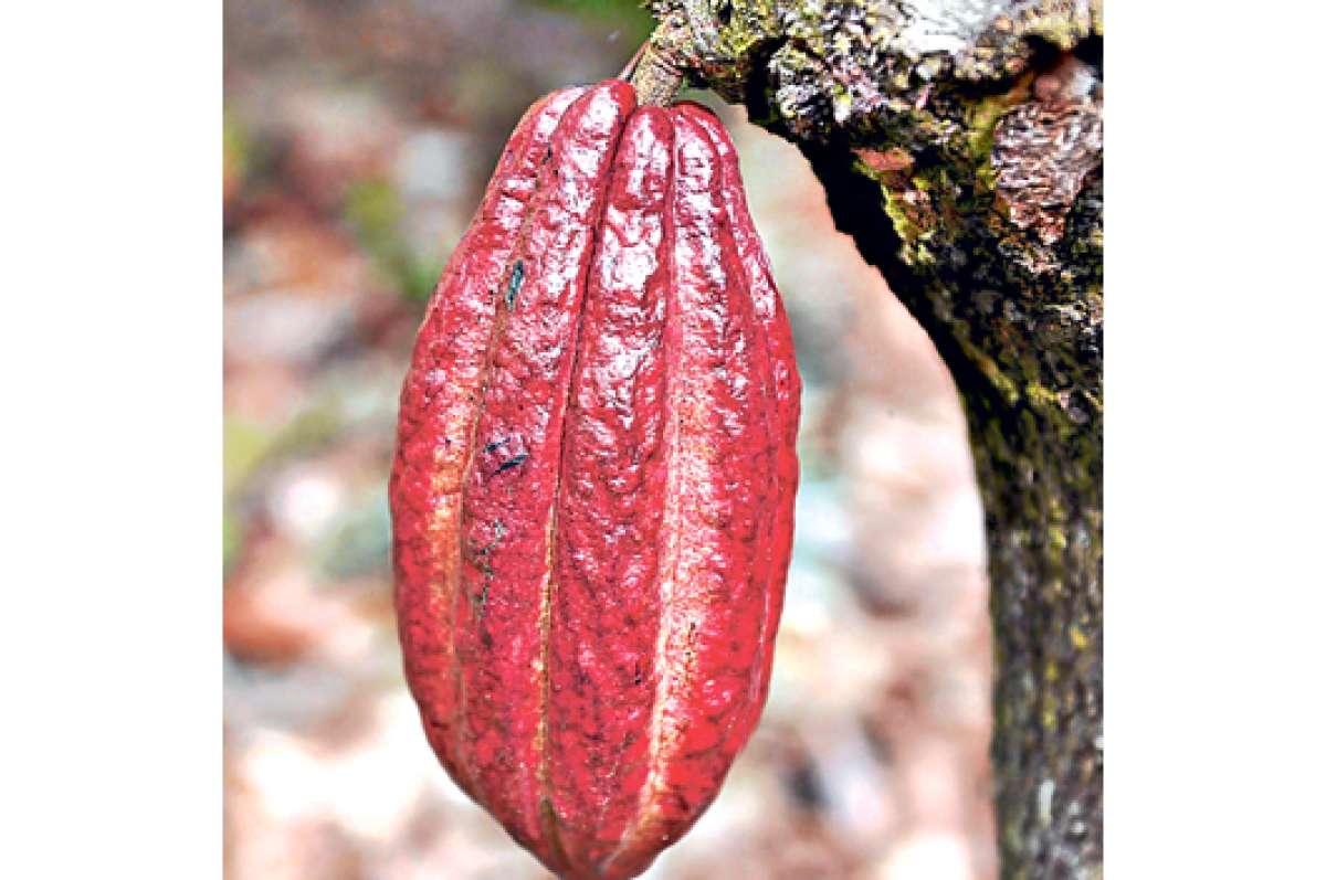 150 cacaoteros de la provincia de Azuay recibieron sacos de fertilizante