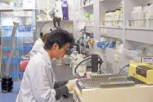 Un experimento desarrollado en Jap&oacute;n permiti&oacute; a los investigadores reprogramar fibroblastos del coraz&oacute;n de ratones para transformarlos en cardiomiocitos. Foto: Archivo