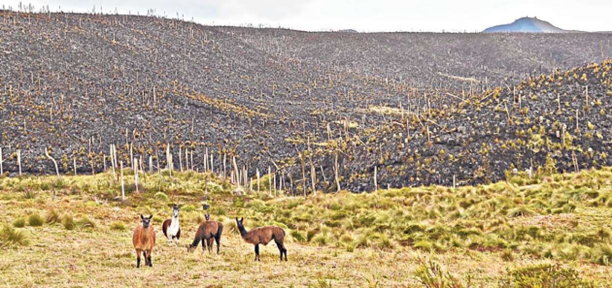 La devastaci&oacute;n en las monta&ntilde;as de Chalpat&aacute;n tardar&aacute; al menos una d&eacute;cada en repararse. Llamingos fueron a sitios seguros para no ser alcanzados por el fuego. Foto: Carlos Jim&eacute;nez/El Tel&eacute;grafo 