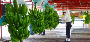 Productores piden que se respete el precio de sustentaci&oacute;n de $ 6,40 por la caja de banano de 41,5 libras. Aseguran que reciben $ 2 y $ 5 por caja.