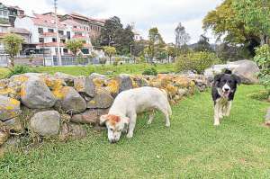 Para algunos due&ntilde;os de mascotas ellas necesitan de mucho cuidado porque son parte de la  familia. Vivir en un ambiente natural y lejos de todo peligro es lo ideal. Muchas mascotas son consentidas por sus propietarios. Jos&eacute; Luis LLivisaca |  El Tel&eacute;grafo