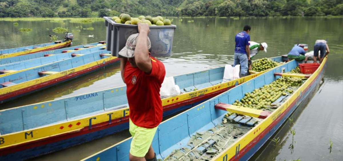 Los agricultores de la zona aleda&ntilde;a a Poza Honda deben sacar sus productos, como las naranjas, en canoas para evitar que se pierdan por la inundaci&oacute;n.