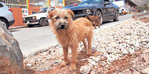 La esterilizaci&oacute;n es una forma de evitar el nacimiento de cientos de perros en estado de insalubridad. Foto: Regional Norte / El Tel&eacute;grafo
