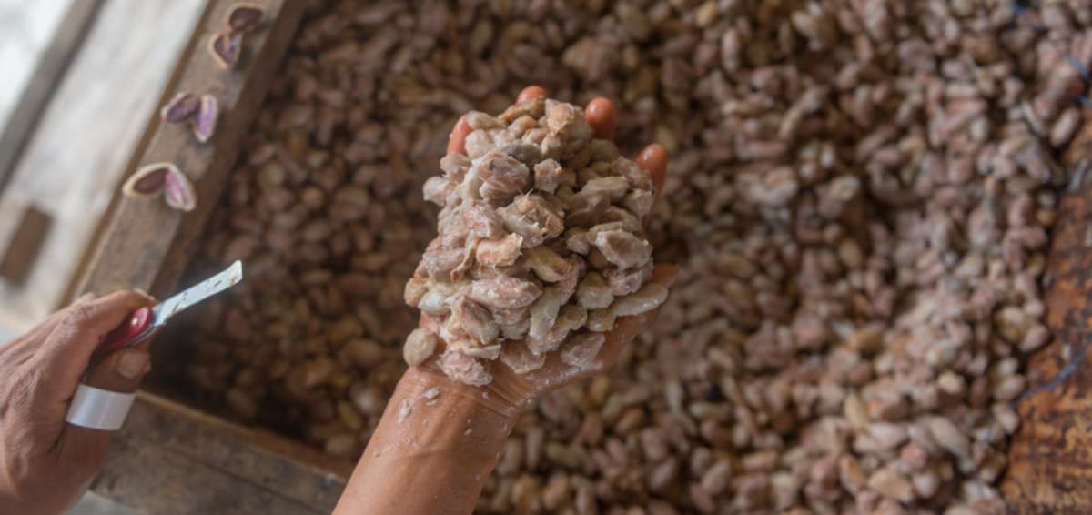 El cacao fino de aroma se procesa en 15 d&iacute;as, de los cuales 5 son para su fermentaci&oacute;n en cajas de madera.