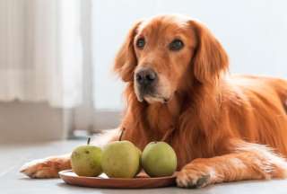  Algunas frutas y verduras pueden ser aliadas para complementar la alimentación de los perros, pero otras son peligrosas para su salud. Aquí te contamos cuáles sí y cuáles no debes darles.