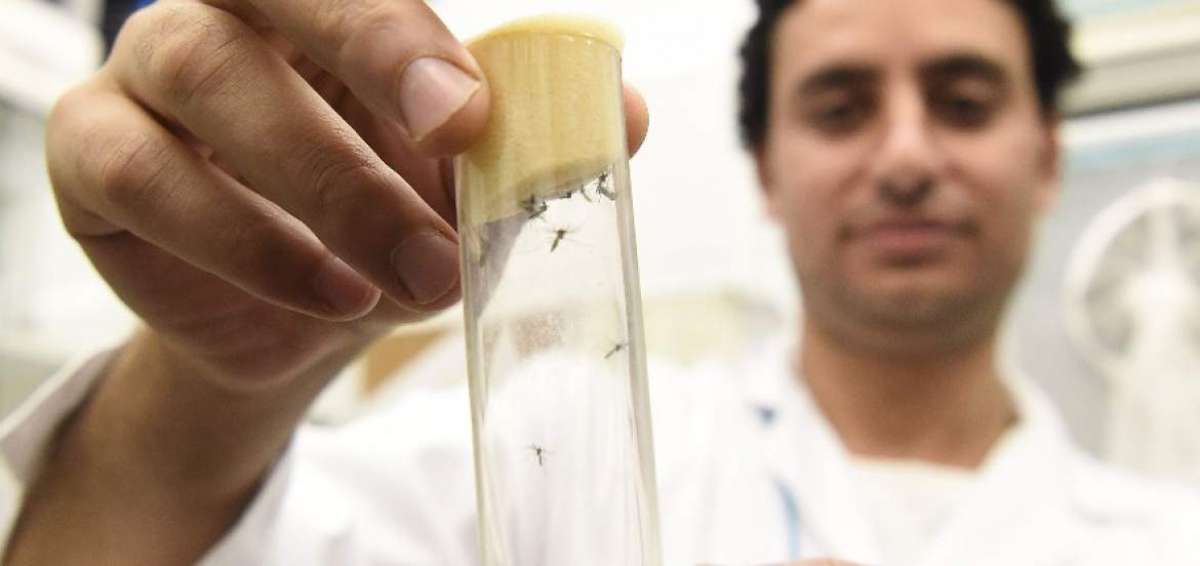 Cient&iacute;ficos esterilizan con radiaci&oacute;n a mosquitos machos para erradicar el zika