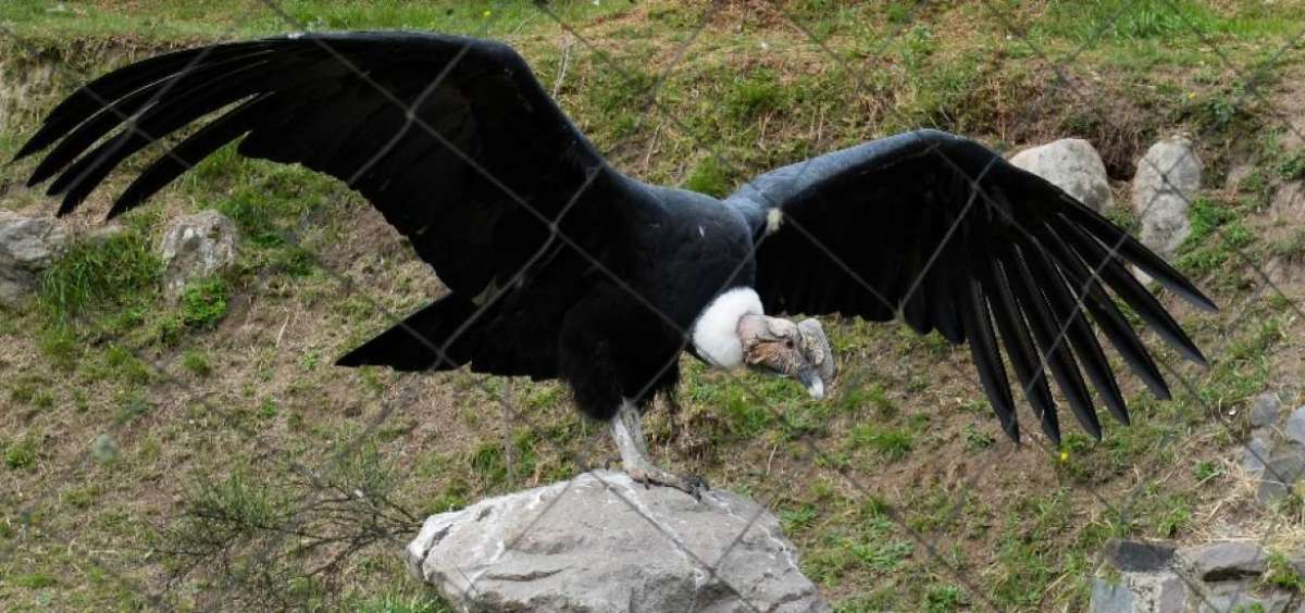 El hogar de las aves rapaces en Otavalo