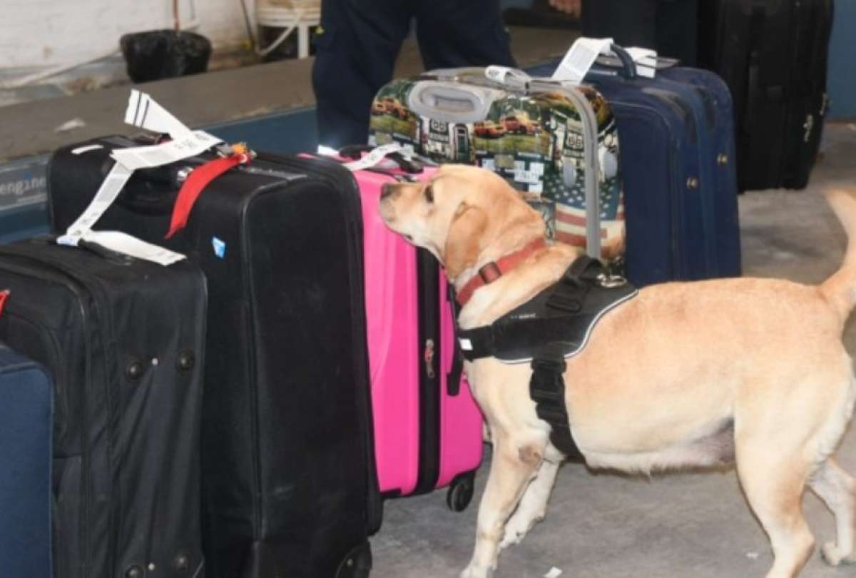 Un juez dictó prisión preventiva para una mujer que buscaba salir de Guayaquil a Alemania con 69 kilos de droga.