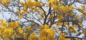 &iquest;Por qu&eacute; florecen algunos guayacanes en septiembre?